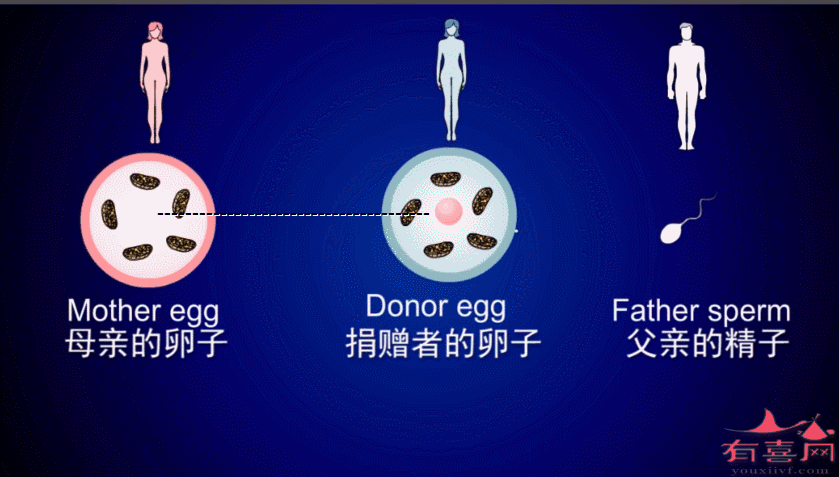 第四代试管婴儿试管代怀_第四代试管婴儿：试管代怀中的新突破